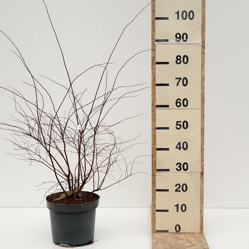 Spiraea cinerea Grefsheim 7.5L/10L pot sample as delivered in winter