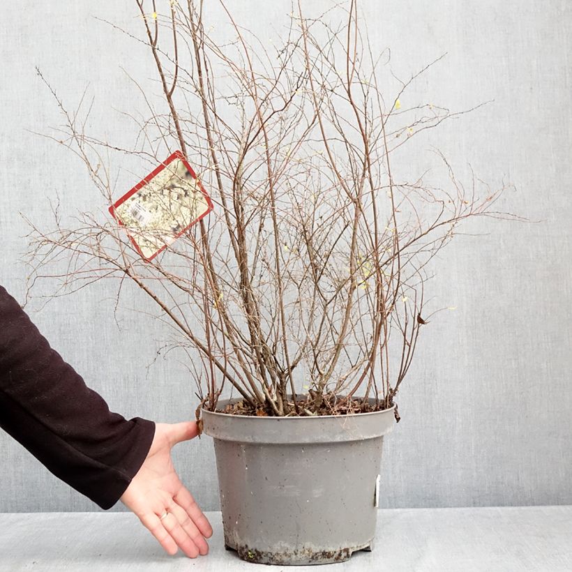 Spiraea cinerea Grefsheim 7.5L/10L pot sample as delivered in autumn