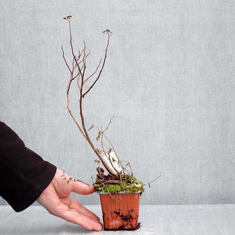 Spiraea densiflora var. splendens 8/9 cm pot sample as delivered in winter