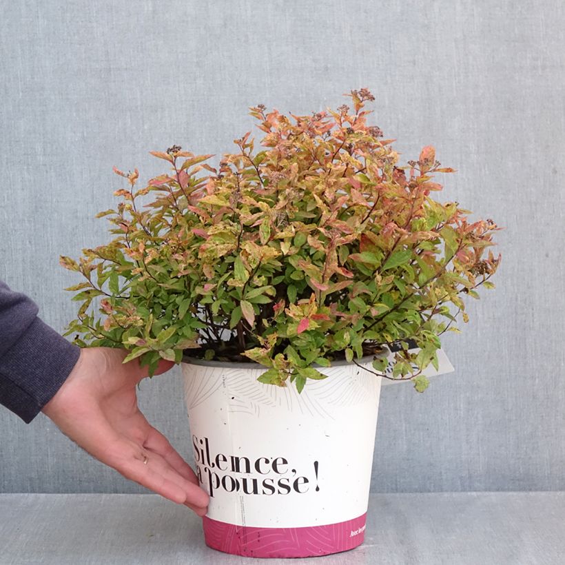 Spiraea japonica Minspil04 LITTLE FLAME 2L/3L pot sample as delivered in autumn