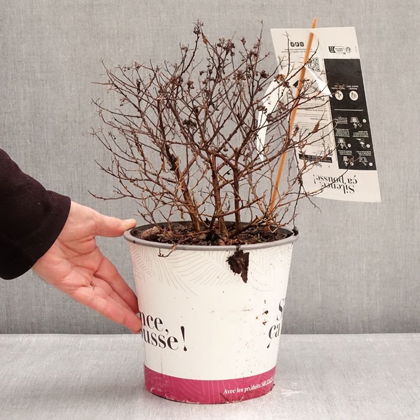 Spiraea japonica Minspil04 LITTLE FLAME 2L/3L pot sample as delivered in winter