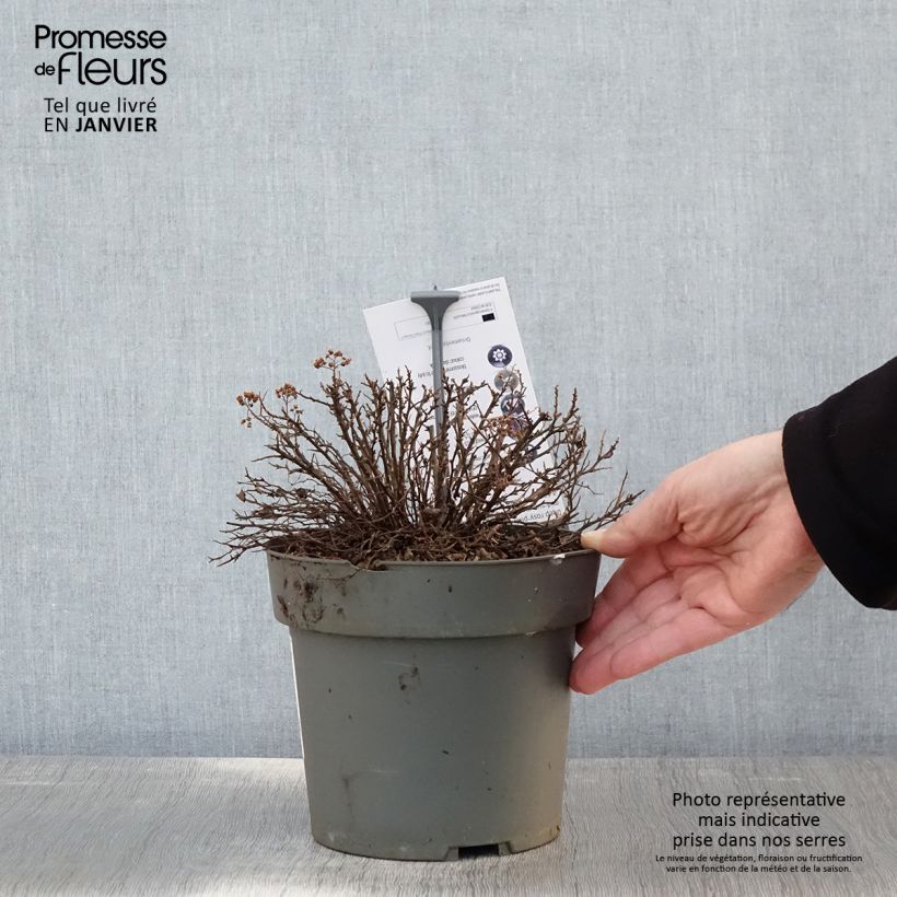 Spiraea japonica Odessa 2L/3L pot sample as delivered in winter