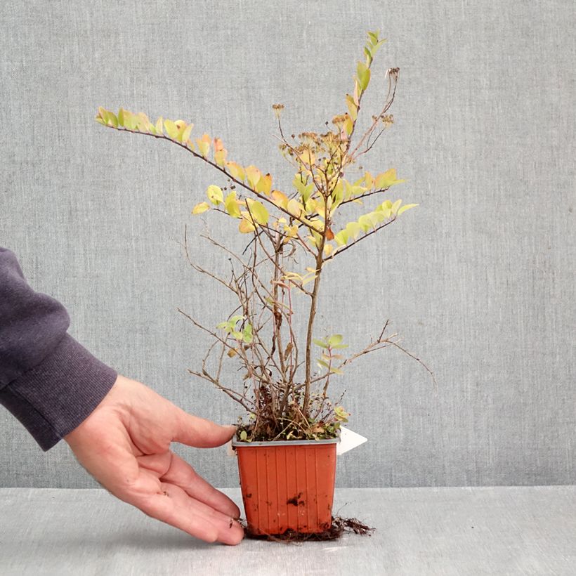 Spiraea nipponica June Bride 8/9 cm pot sample as delivered in autumn