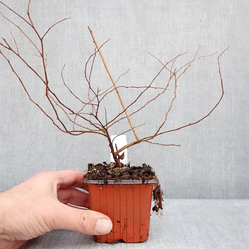 Spiraea nipponica June Bride 8/9 cm pot sample as delivered in winter