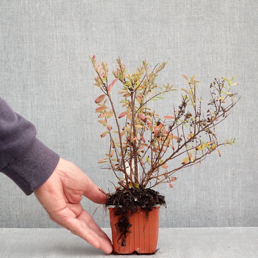 Spiraea nipponica Snowmound 8/9 cm pot sample as delivered in autumn