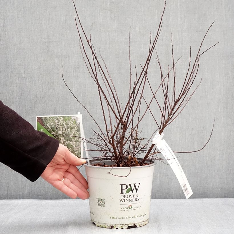 Spiraea nipponica ‘SMNSNFD’ Wedding Cake® - Spirée du Japon Wedding Cake, Spirée japonaise Wedding Cake 3L/4L pot sample as delivered in winter