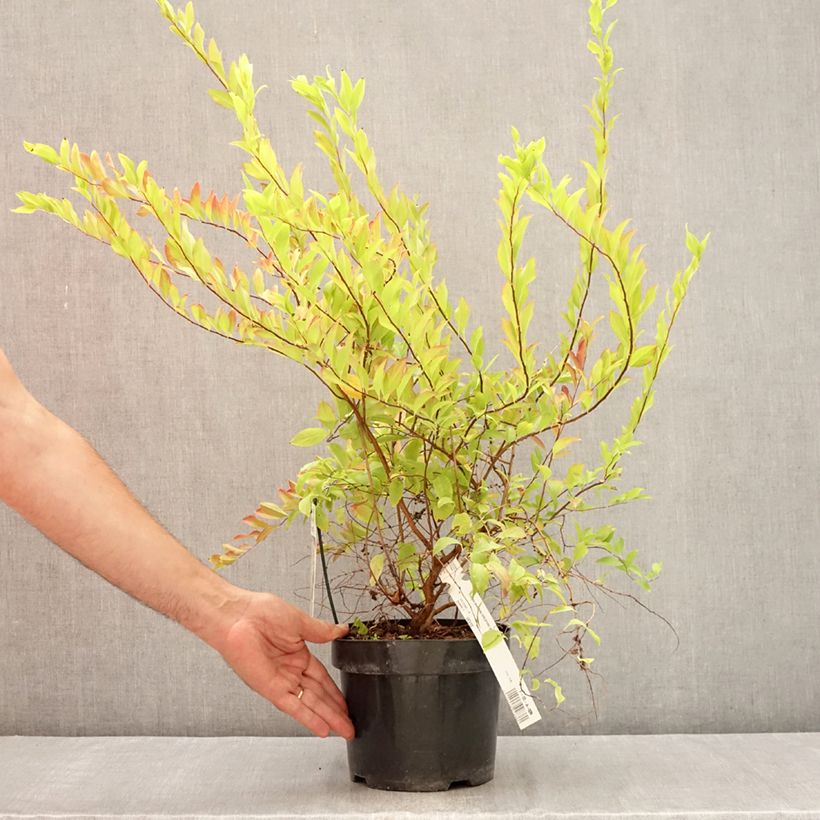 Spiraea prunifolia Goldfire 3L/4L pot sample as delivered in summer