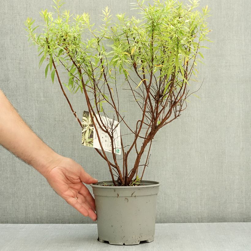 Spiraea thunbergii Mount Fuji - Japanese Spiraea  4L/5L pot sample as delivered in autumn