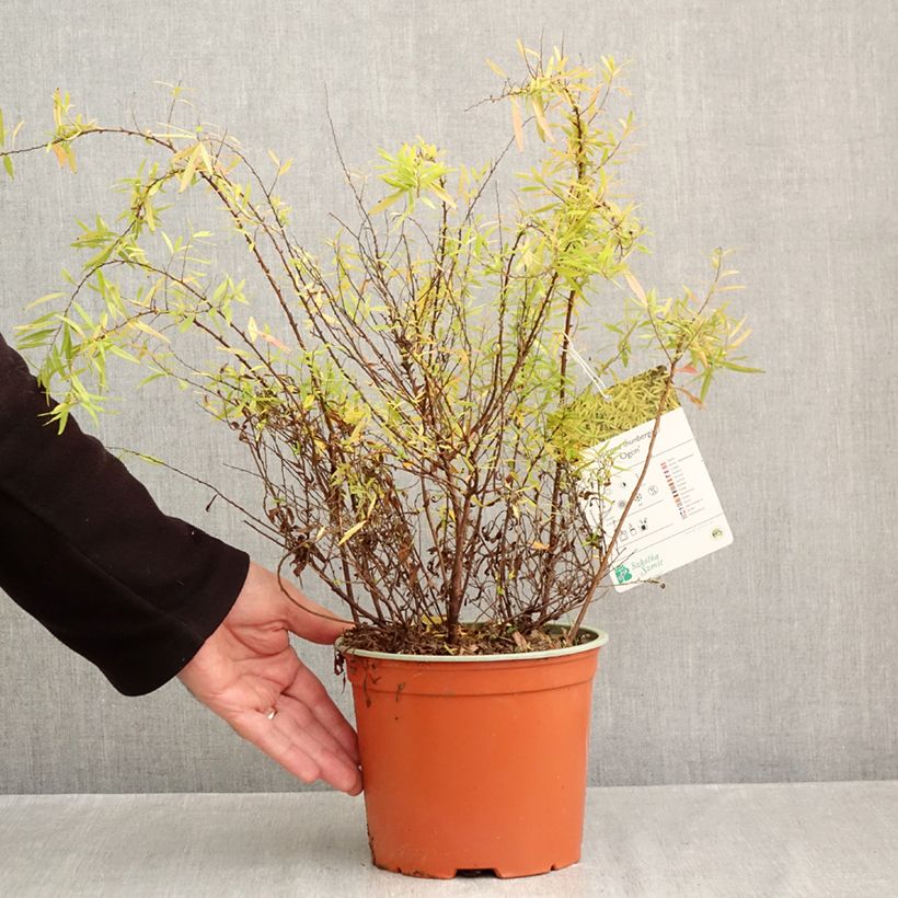 Spiraea thunbergii Ogon - Thunberg Spirea 3L/4L pot sample as delivered in autumn