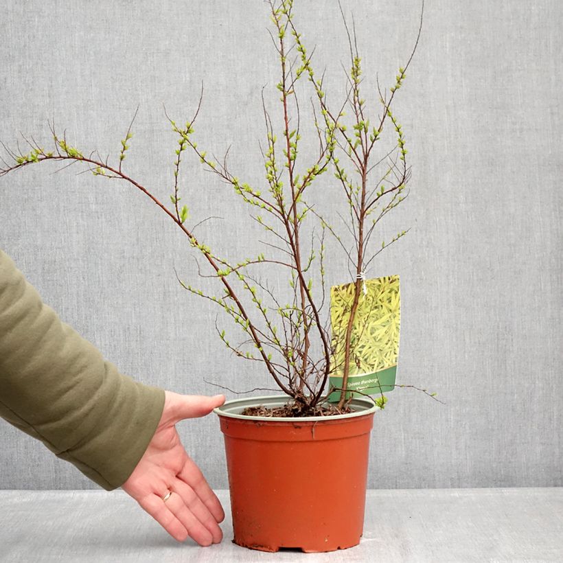 Spiraea thunbergii Ogon - Thunberg Spirea 3L/4L pot sample as delivered in winter