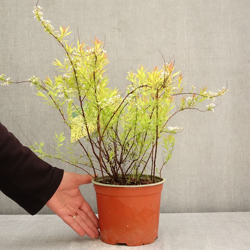 Spiraea thunbergii Ogon - Thunberg Spirea 3L/4L pot sample as delivered in spring