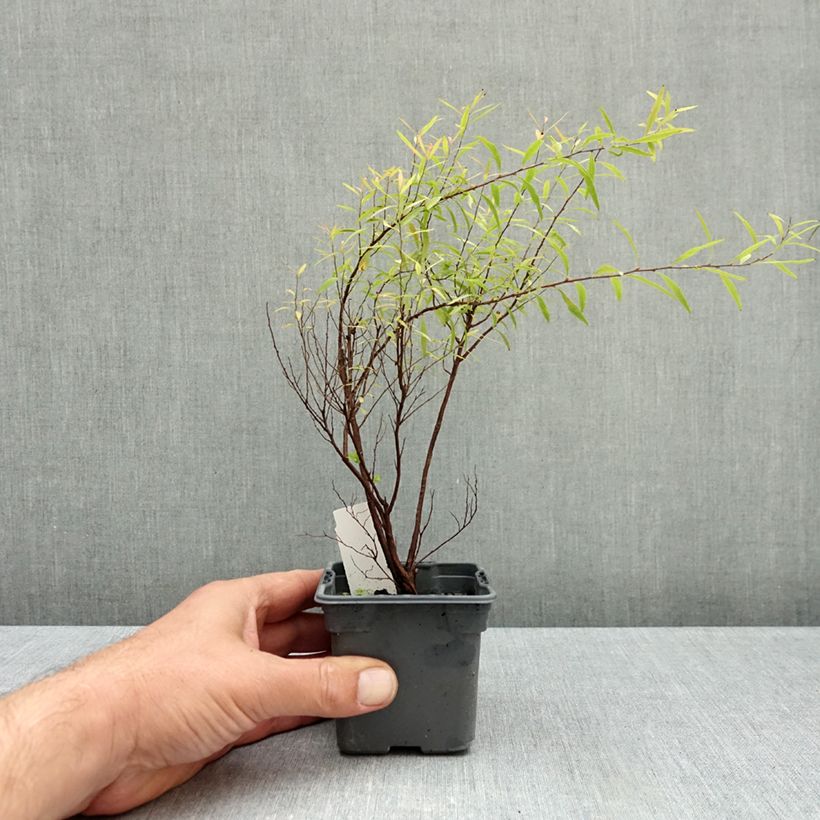 Spiraea thunbergii 8/9 cm pot sample as delivered in autumn