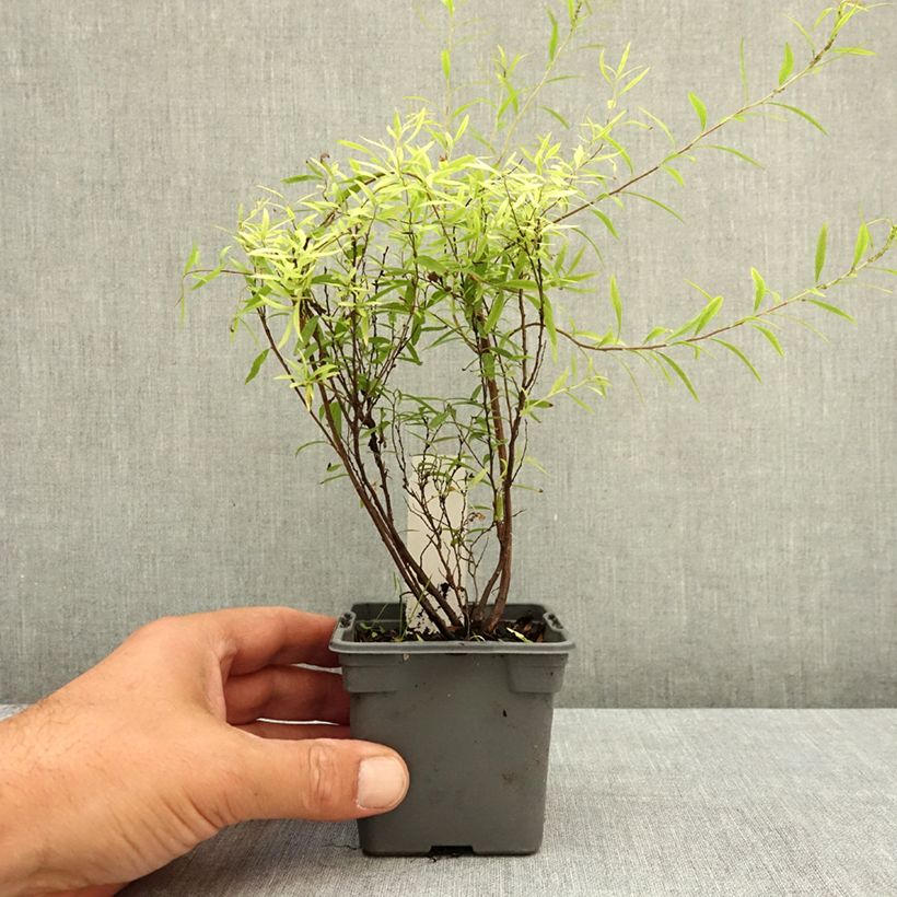 Spiraea thunbergii 8/9 cm pot sample as delivered in summer