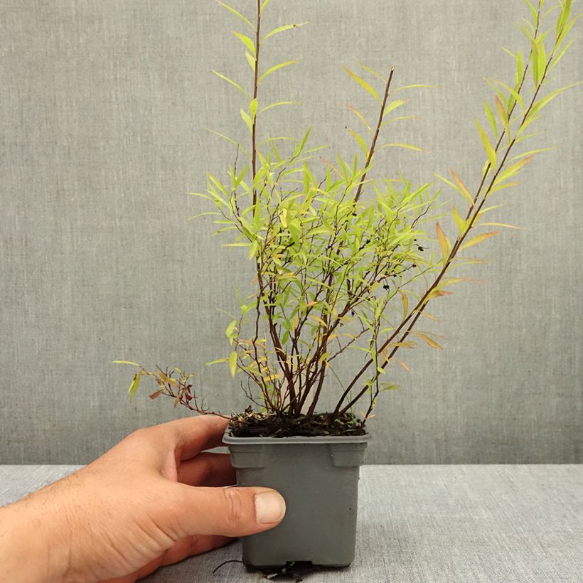 Spiraea thunbergii 8/9 cm pot sample as delivered in spring