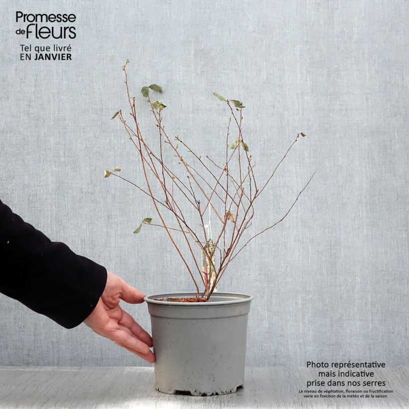 Spiraea x vanhouttei Pink Ice - variegated Van Houttes spiraea 3L/4L pot sample as delivered in winter