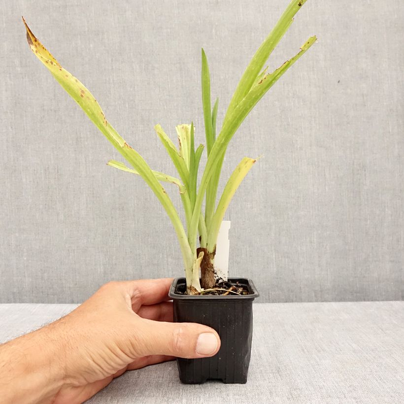 Spiranthes Cernua var odorata - Chadds Ford 8/9 cm pot sample as delivered in summer