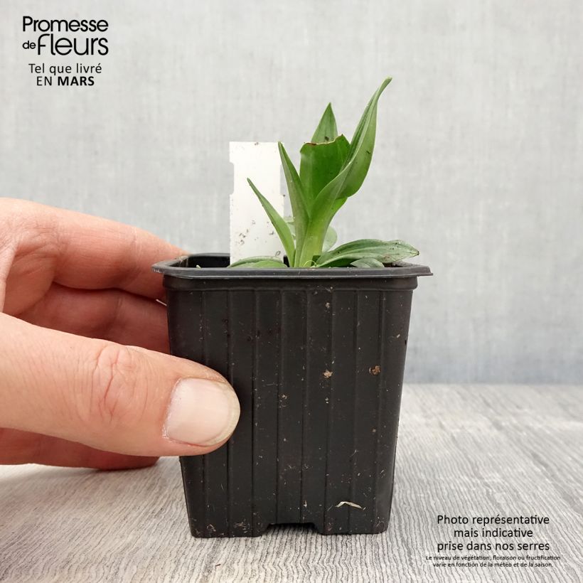 Spiranthes Cernua var odorata - Chadds Ford 8/9 cm pot sample as delivered in spring