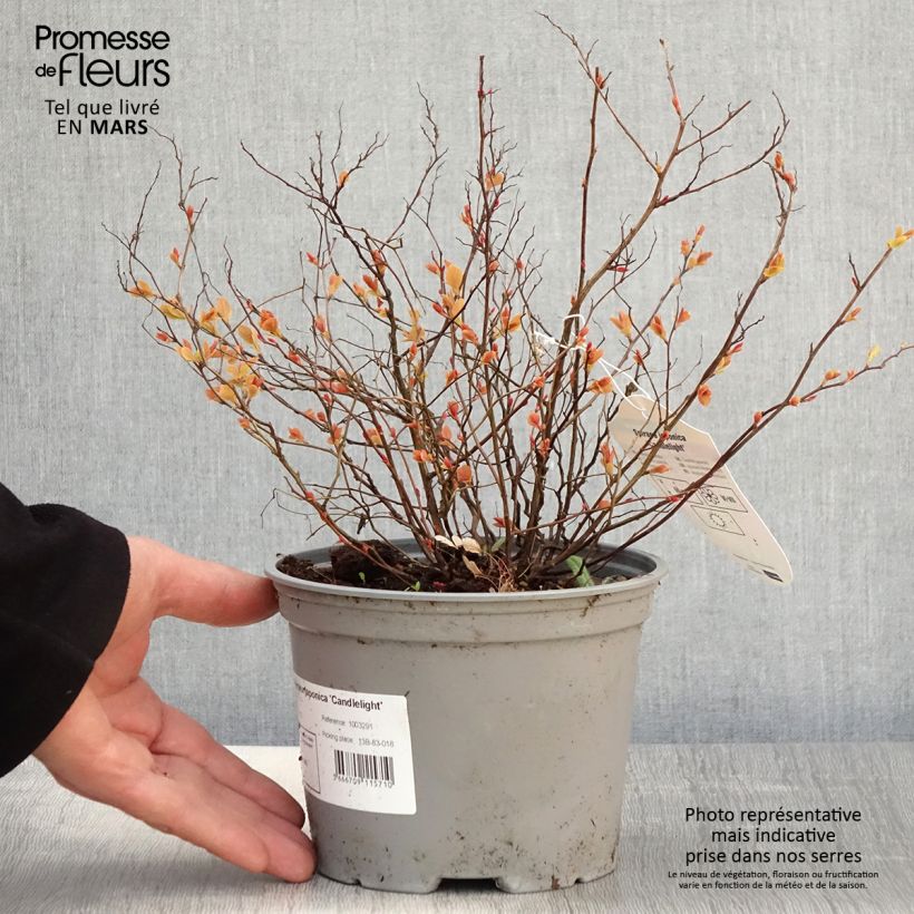 Spiraea japonica Candlelight 2L/3L pot sample as delivered in spring