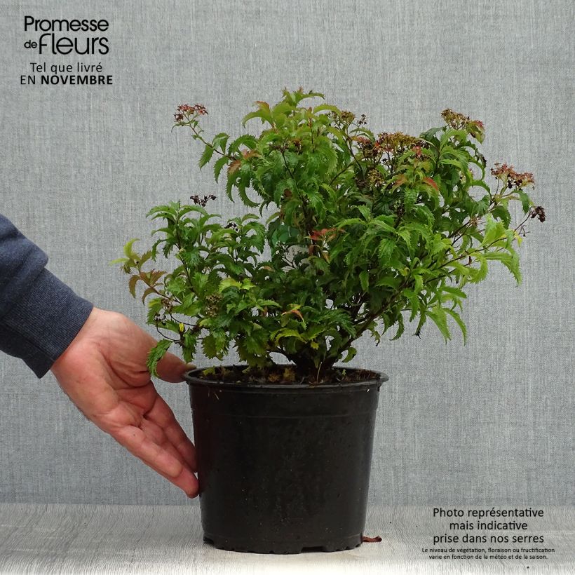 Spiraea japonica Crispa 1.5L/2L pot sample as delivered in autumn