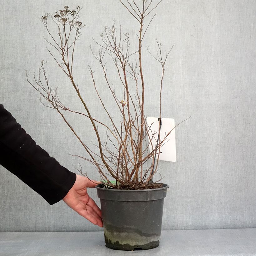 Spiraea japonica Crispa 3L/4L pot sample as delivered in winter