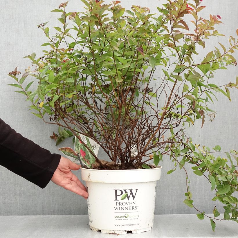 Spiraea japonica Double Play Doozie - Japanese Spirea 7.5L/10L pot sample as delivered in autumn
