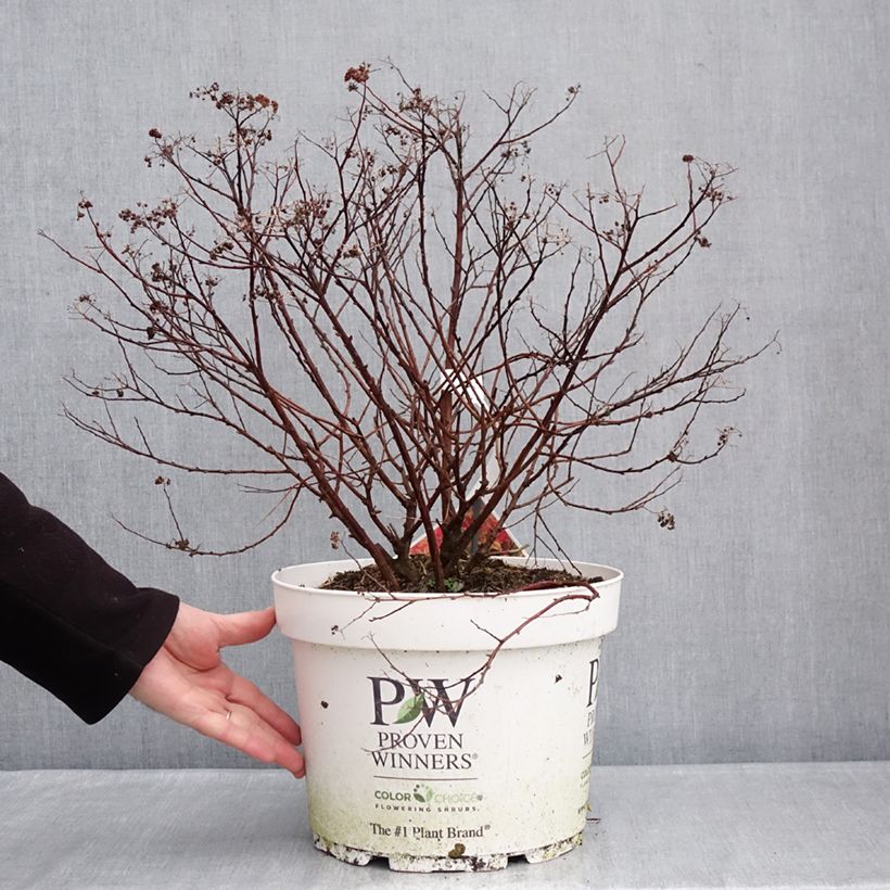 Spiraea japonica Double Play Doozie - Japanese Spirea 7.5L/10L pot sample as delivered in winter