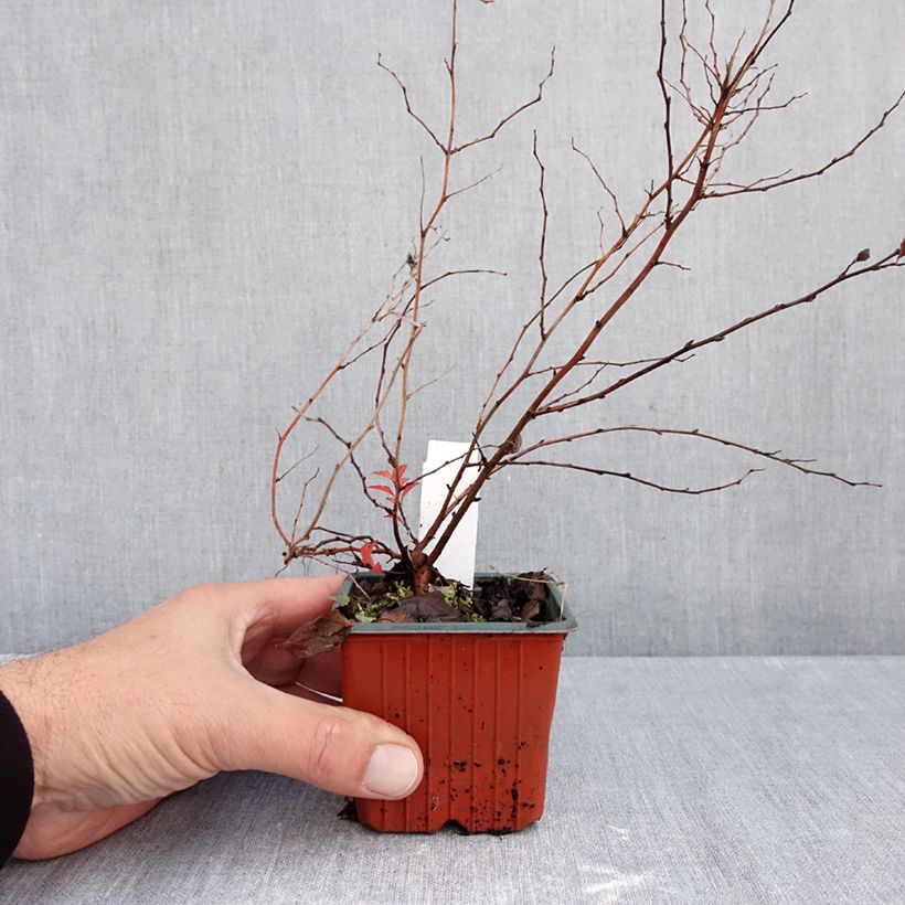 Spiraea japonica Firelight 8/9 cm pot sample as delivered in autumn