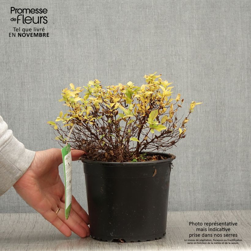 Spiraea japonica Golden Princess 2L/3L pot sample as delivered in autumn