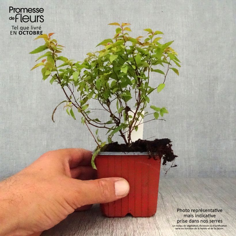 Spiraea japonica Goldflame 8/9 cm pot sample as delivered in autumn