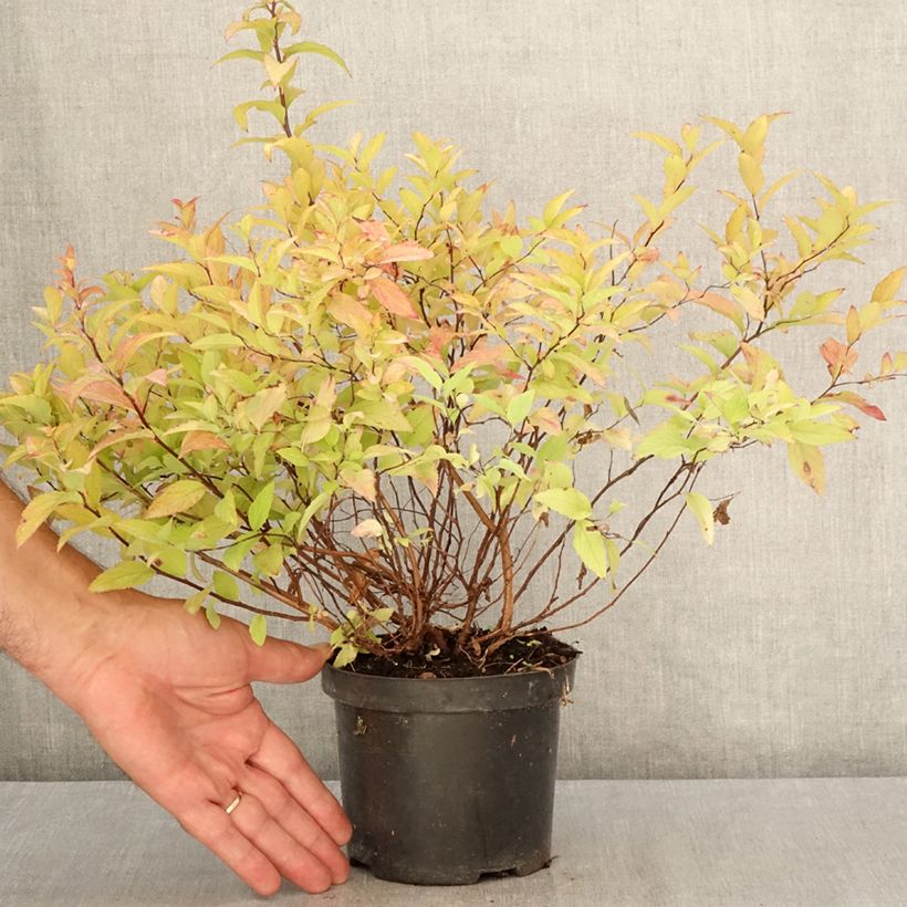 Spiraea japonica Goldflame 1L/1.5L pot sample as delivered in summer