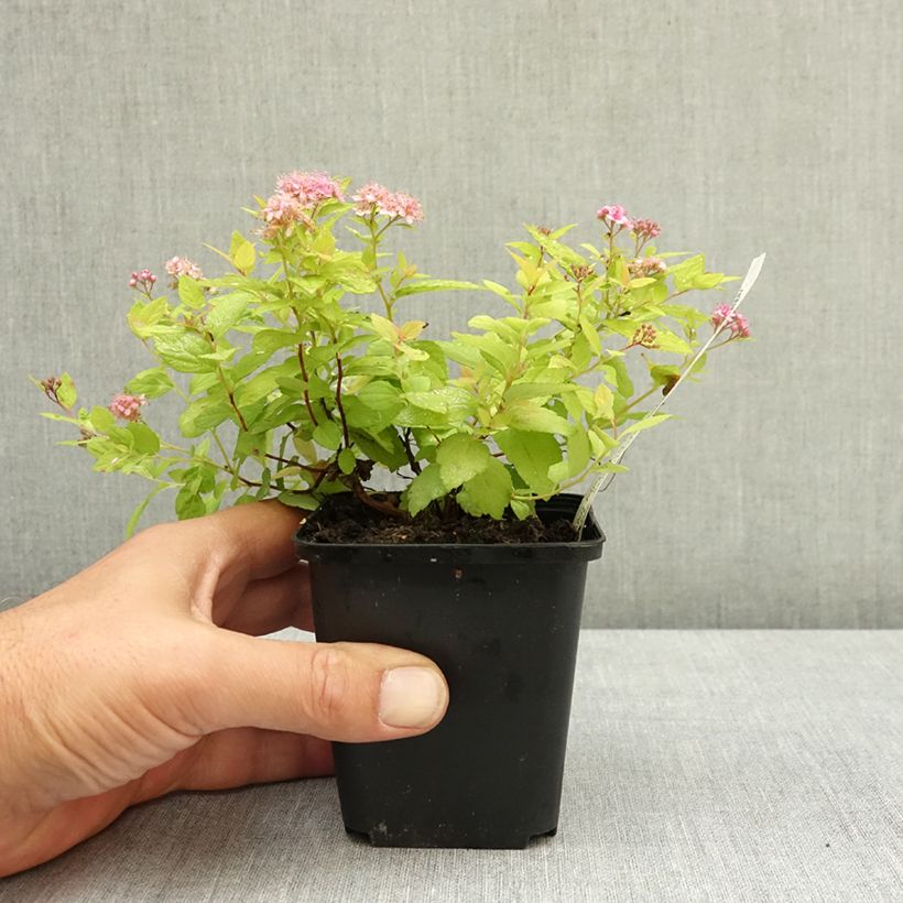 Spiraea japonica Goldmound 8/9 cm pot sample as delivered in summer