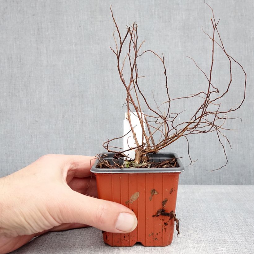 Spiraea japonica Goldmound 8/9 cm pot sample as delivered in winter