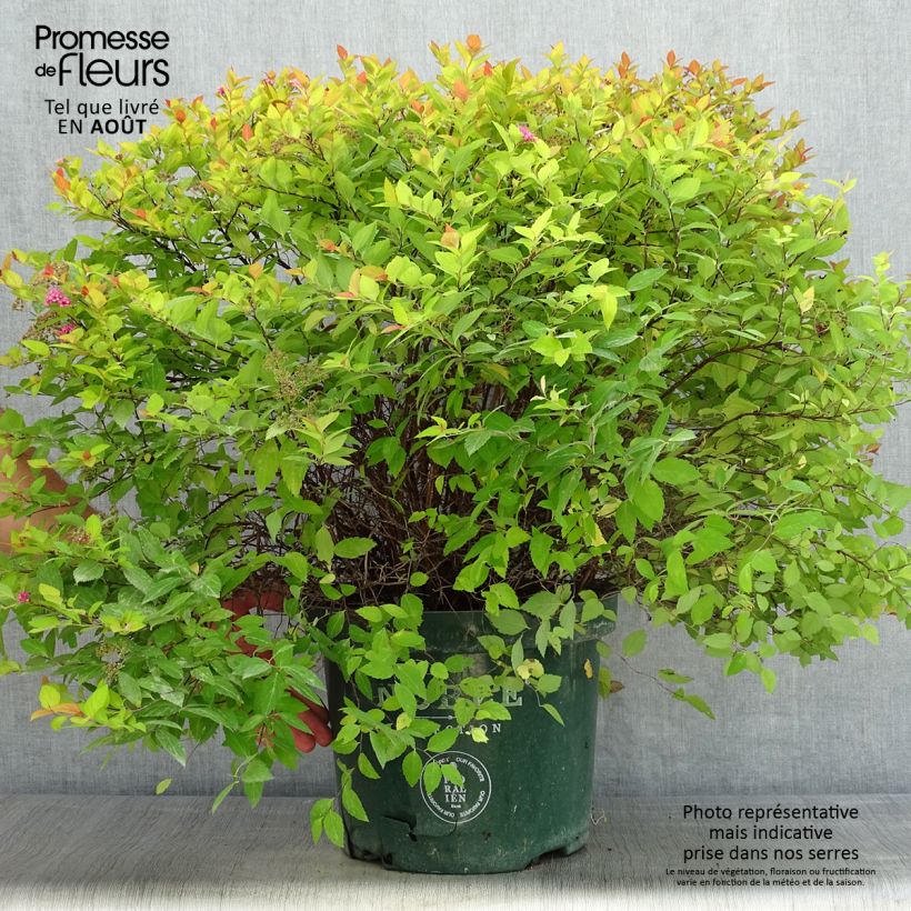 Spiraea japonica Magic Carpet 4L/5L pot sample as delivered in summer