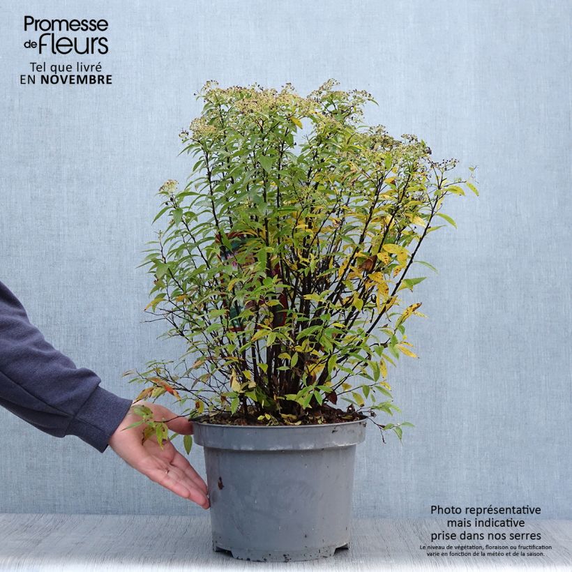 Spiraea japonica Shirobana or Genpei 7.5L/10L pot sample as delivered in autumn