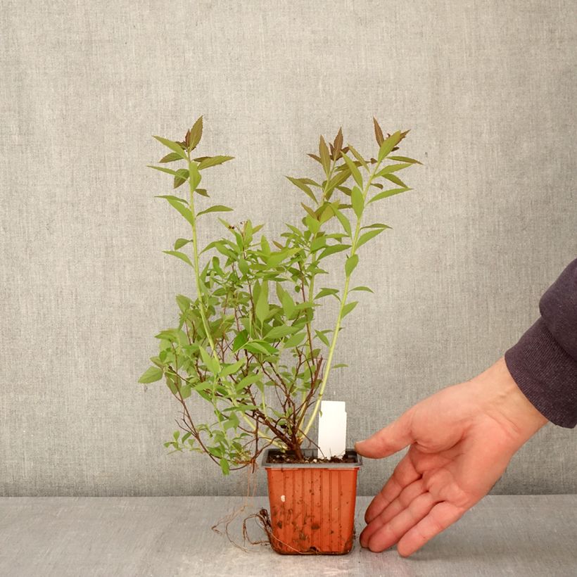 Spiraea japonica Shirobana or Genpei 8/9 cm pot sample as delivered in spring