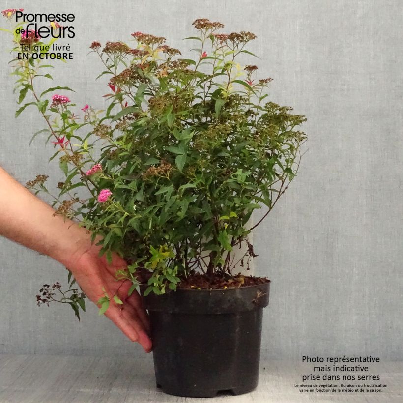 Spiraea japonica Darts Red 3L/4L pot sample as delivered in autumn