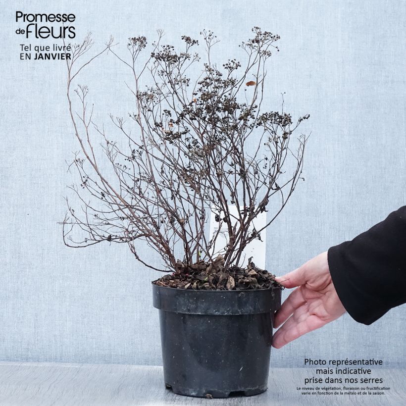 Spiraea japonica Darts Red 3L/4L pot sample as delivered in winter