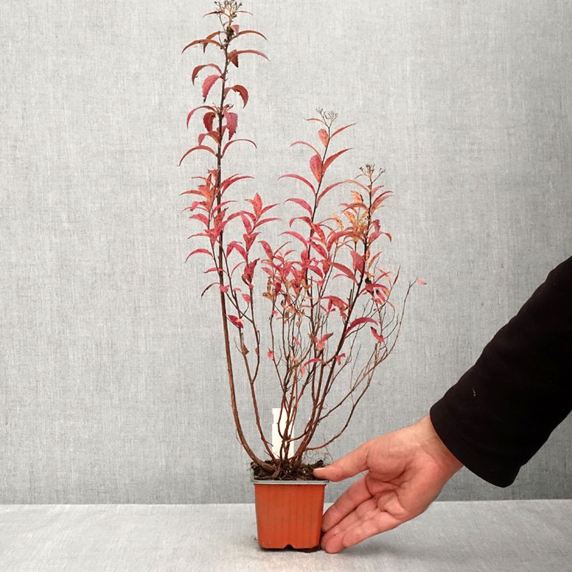Spiraea japonica Darts Red 8/9 cm pot sample as delivered in autumn