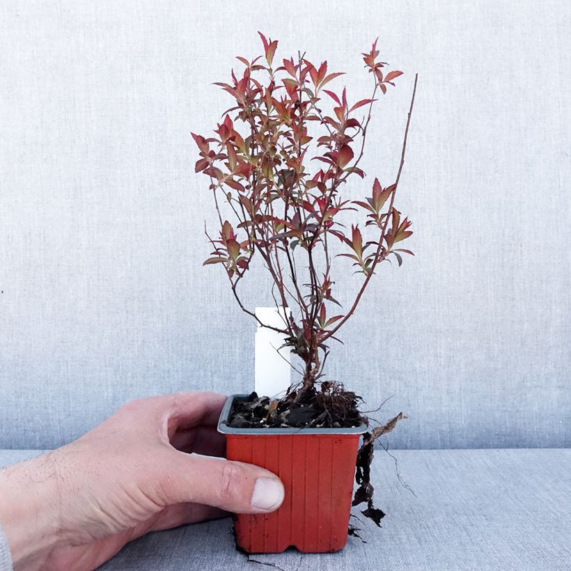 Spiraea japonica Darts Red 8/9 cm pot sample as delivered in spring