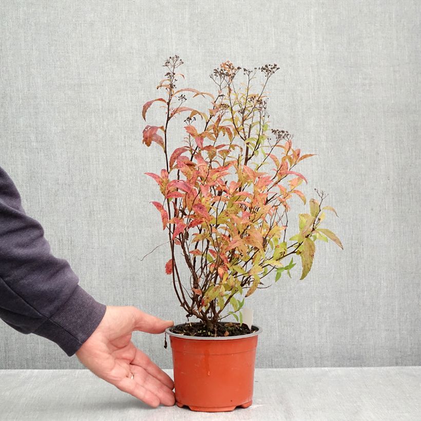 Spiraea japonica Darts Red 1L/1.5L pot sample as delivered in autumn