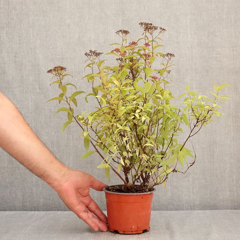 Spiraea japonica Darts Red 1L/1.5L pot sample as delivered in summer