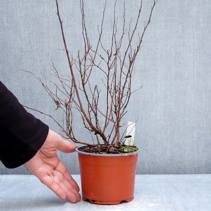 Spiraea japonica Darts Red 1L/1.5L pot sample as delivered in winter