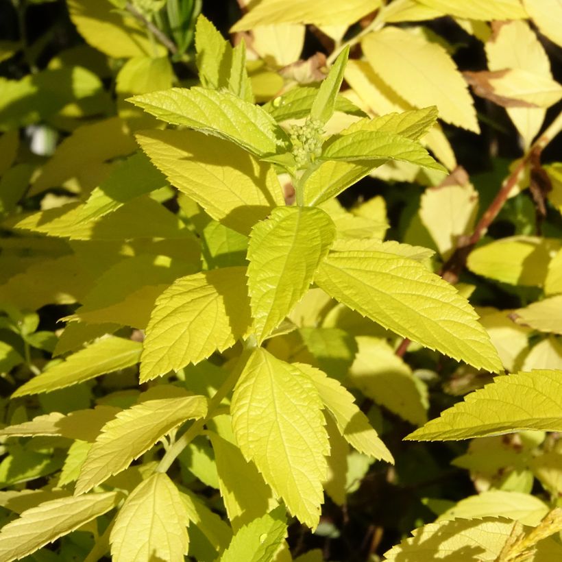 Spiraea japonica White Gold - Japanese Spiraea (Foliage)