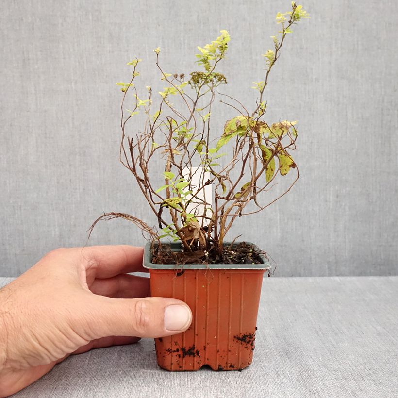 Spiraea japonica White Gold - Japanese Spiraea 8/9 cm pot sample as delivered in autumn