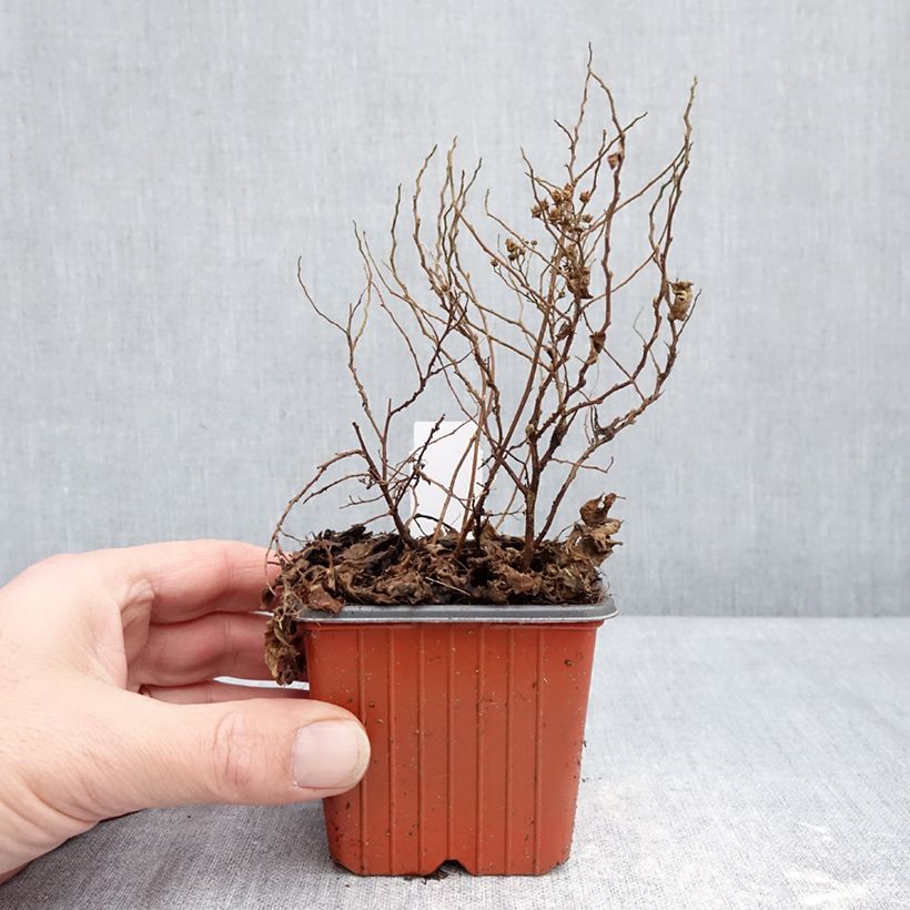 Spiraea japonica White Gold - Japanese Spiraea 8/9 cm pot sample as delivered in winter