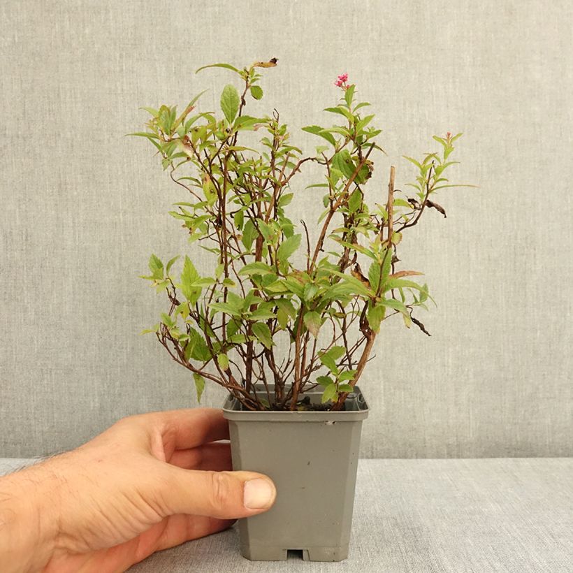 Spiraea japonica Anthony Waterer 8/9 cm pot sample as delivered in summer