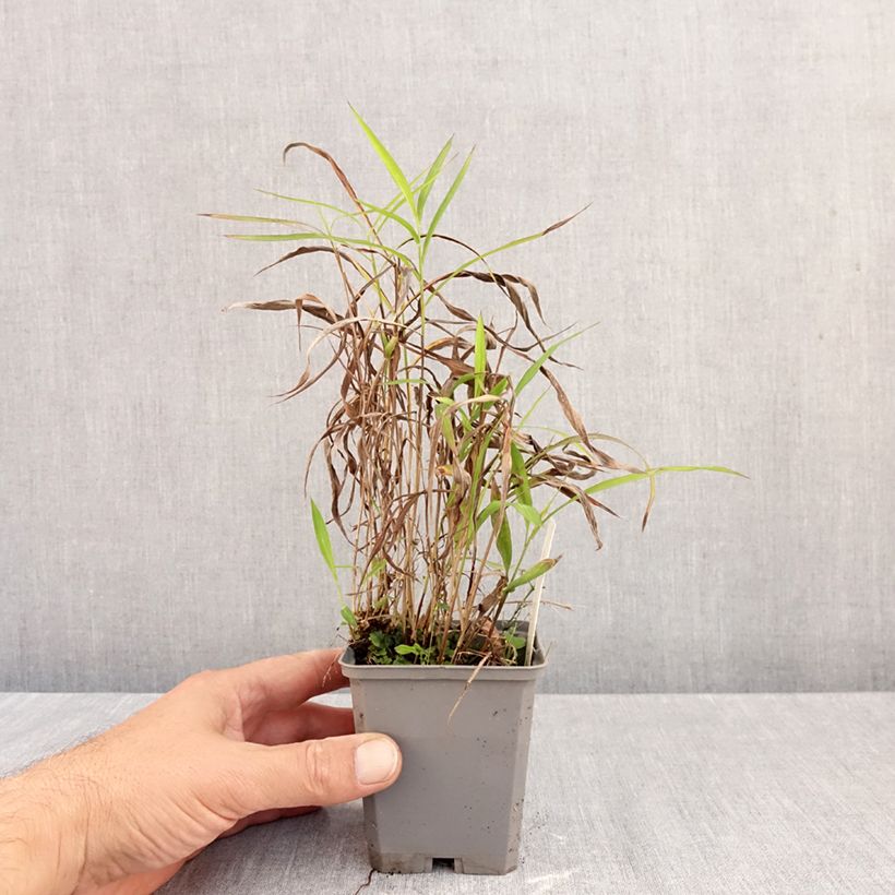 Spodiopogon sibiricus 8/9 cm pot sample as delivered in autumn