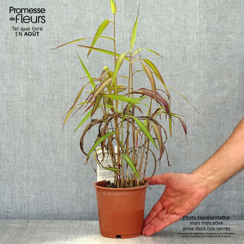 Spodiopogon sibiricus West Lake 1L/1.5L pot sample as delivered in summer