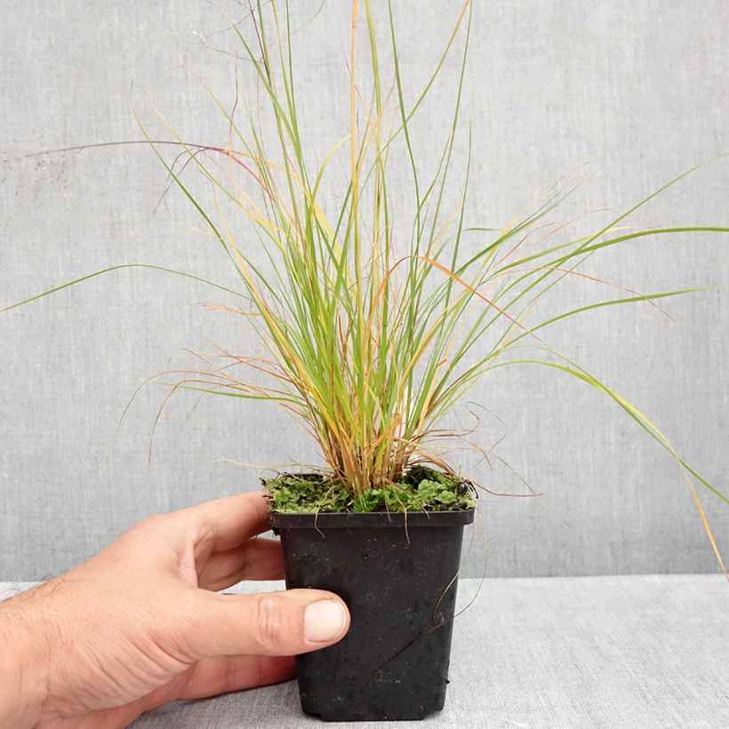 Sporobolus heterolepis Cloud 8/9 cm pot sample as delivered in autumn