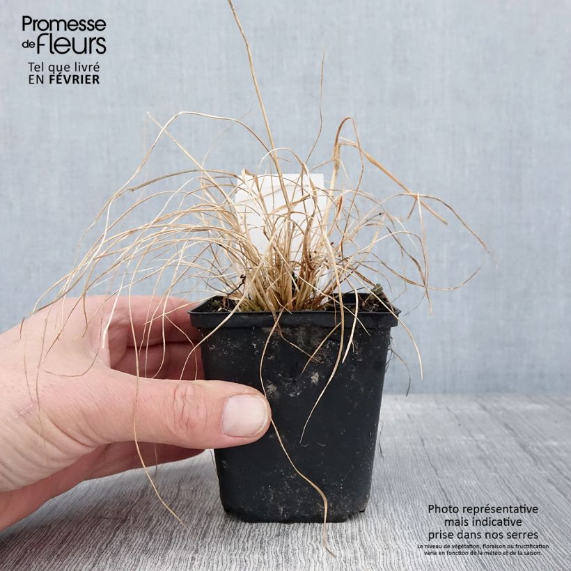 Sporobolus heterolepis Cloud 8/9 cm pot sample as delivered in winter